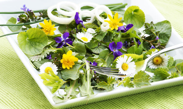 Wildkr&auml;uter-Salat, Fr&uuml;hlingskr&auml;uter-Salat, copy space