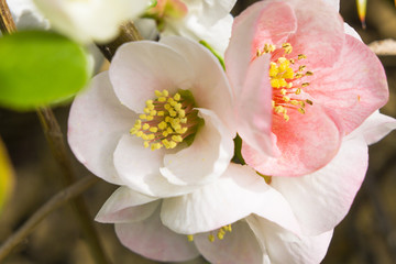 blossom[japanese_quince]_37