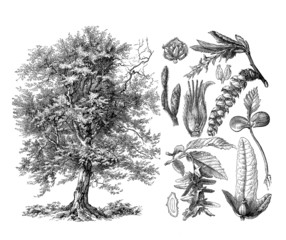 Tree : Hornbeam - Charme - Hornbaum - 58983993
