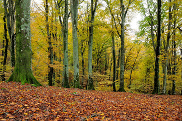 Obraz premium autumn forest with wooden stairs