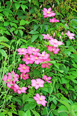 Several flowers of pink clematis