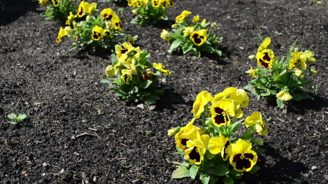 garden yellow viola violet pansy flower blooms move in wind