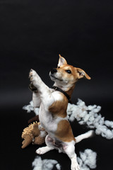 Jack Russell Terrier Welpe macht Männchen