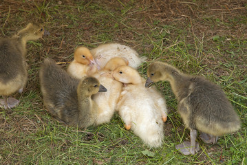 Ducklings