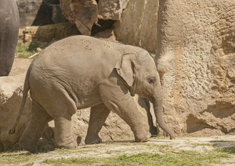 Naklejka premium Elephant