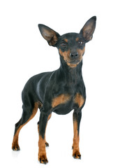 miniature pinscher