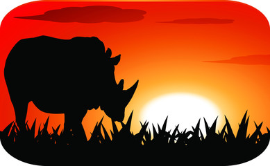 Rhinoceros with sunset