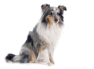 shetland dog