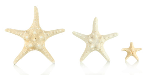 Fototapeta na wymiar White starfishes isolated on white