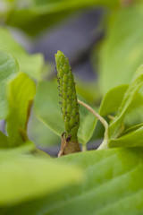 blossom[yulan_magnolia]35