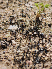 black ants and green sprout