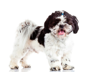 Shih tzu  isolated on white background dog