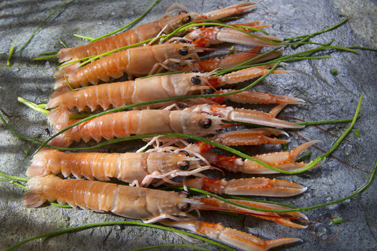 Fresh Shrimp