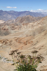 Wild flower and landscape of ladakh