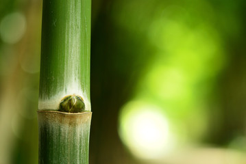 The bamboo in nature