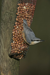 Nuthatch, Sitta europaea