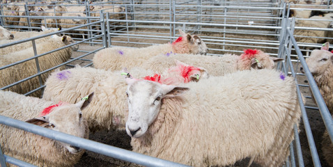 Sheep auction