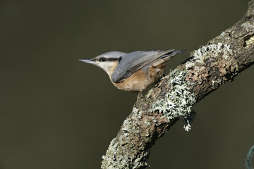 Nuthatch, Sitta europaea