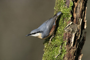 Nuthatch, Sitta europaea