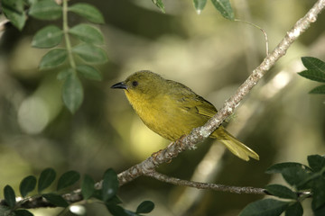 Olive-green tanager, Orthogonys chloricterus
