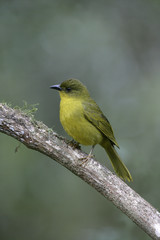 Fototapeta premium Olive-green tanager, Orthogonys chloricterus
