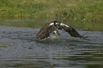 Osprey, Pandion haliaetus