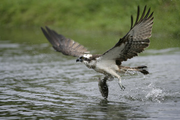 Osprey, Pandion haliaetus