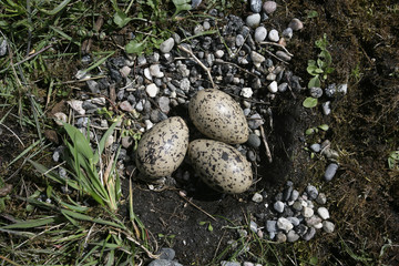 Oystercatcher, Haematopus ostralegus,