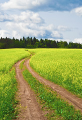 Country road across rape field