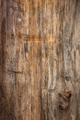 Fototapeta premium wood texture