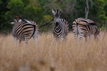Fototapeta na wymiar zebra back