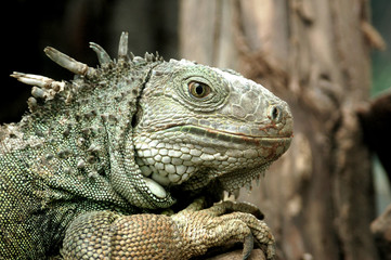 Fototapeta premium Iguana
