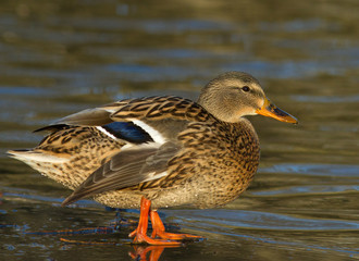 Mallard on the ice