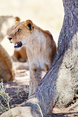 Lion standing by a tree