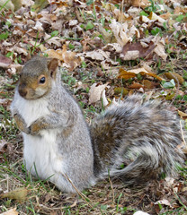 Squirrel waiting for nuts
