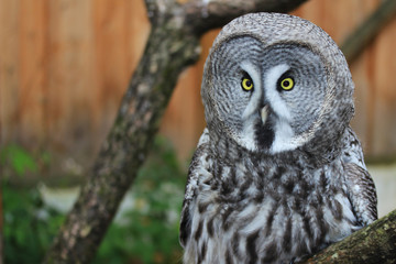 Greate Grey Owl