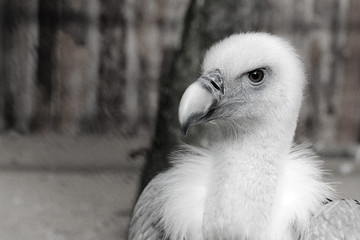 griffon vulture