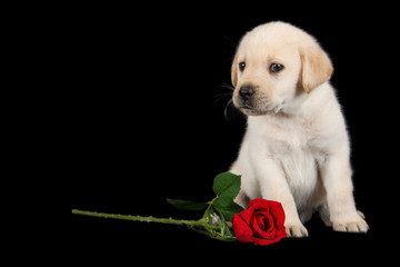 Labrador puppy standing on black with red rose