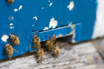 Bees in front of a blue hive