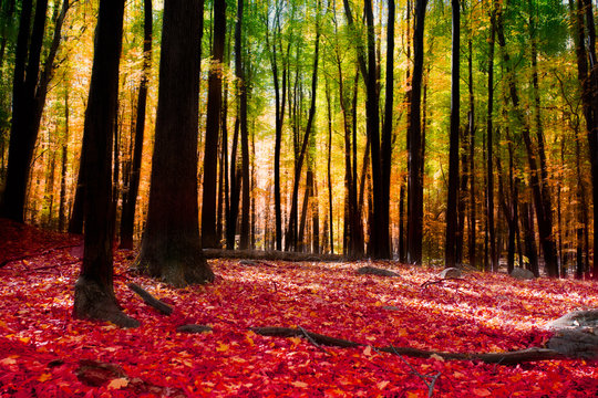 Fototapeta Las jesienią ze złotym światłem
