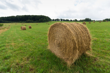 hay bales in a meadow