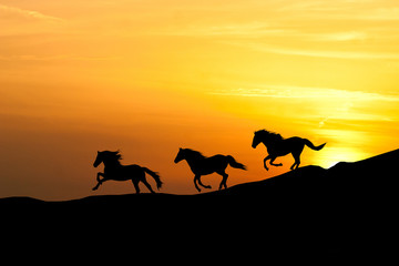 Galloping wild horses. Horse silhouette against the sky.