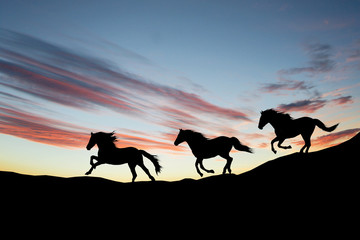 Galloping wild horses. Horse silhouette against the sky.