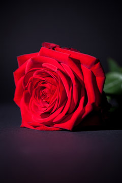 wunderschöne rote rose makro nahaufnahme blüte