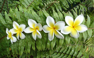 fleur tiaré © CECILE