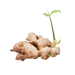 ginger with seedling isolated on white