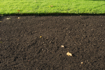 Grass illuminated by sunlight