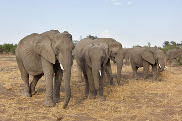 Herd of African Elephants feeding