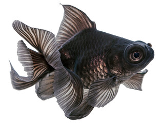 Black  Goldfish on White - Powered by Adobe