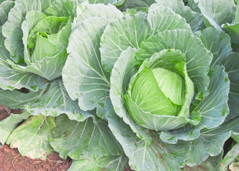 Planted organic cabbage in kitchen garden